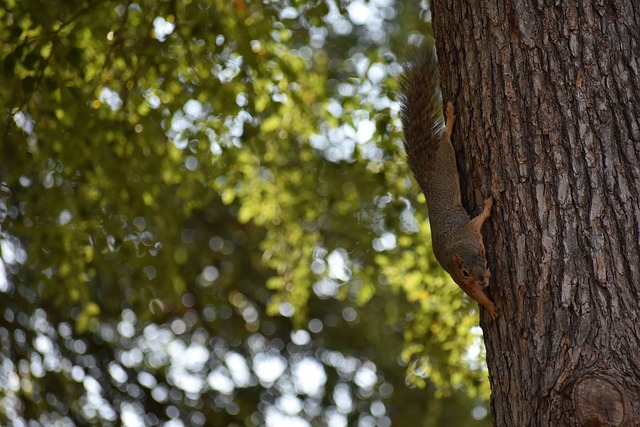 國際米蘭福 國際米蘭福